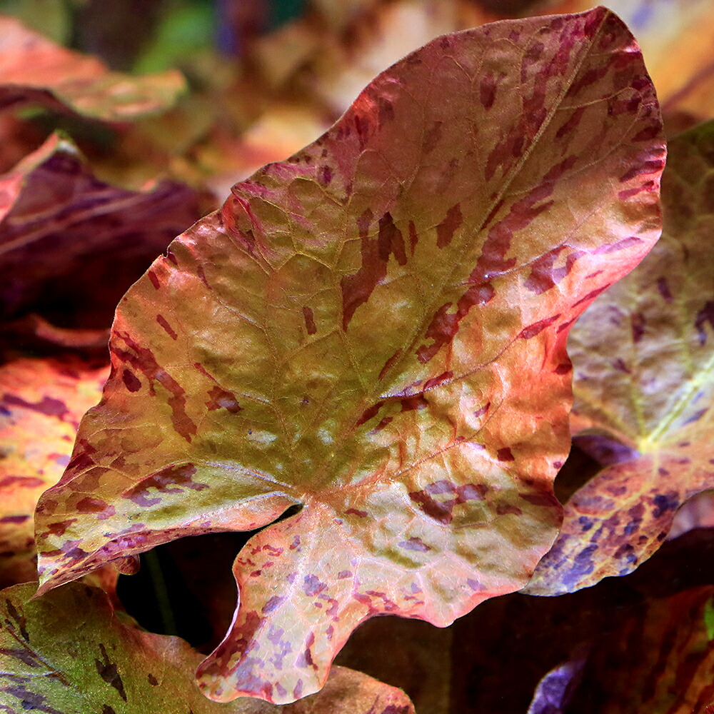 楽天市場】（水草）タイガーロータス 1997 ギニア便（水中葉）（無