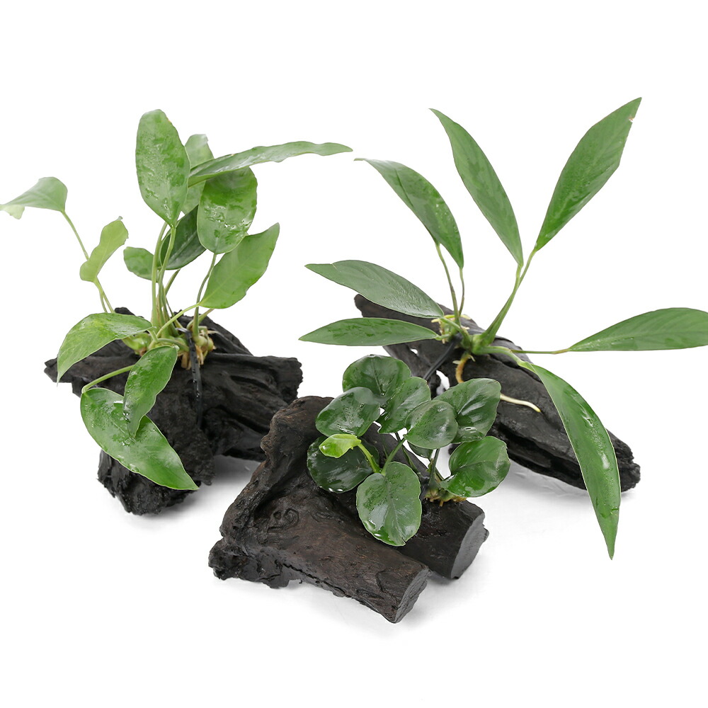 楽天市場】（水草）アヌビアスナナ＆ミクロソリウム プテロプス