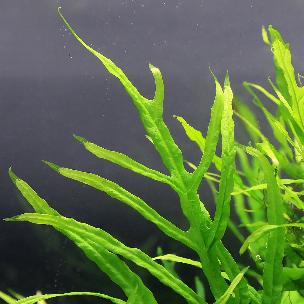 楽天市場】（水草）ミクロソリウムsp．ランジャウエンティマウ産