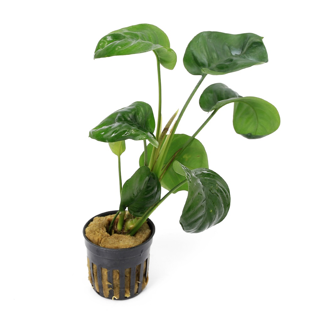 楽天市場】（水草）アヌビアス バルテリー ブロードホワイト（水上葉