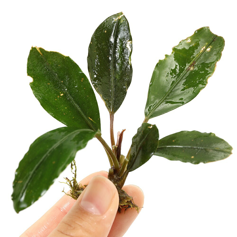 ブセファランドラ・シベルパウ フォロー、割引、送料無料。(中サイズ)