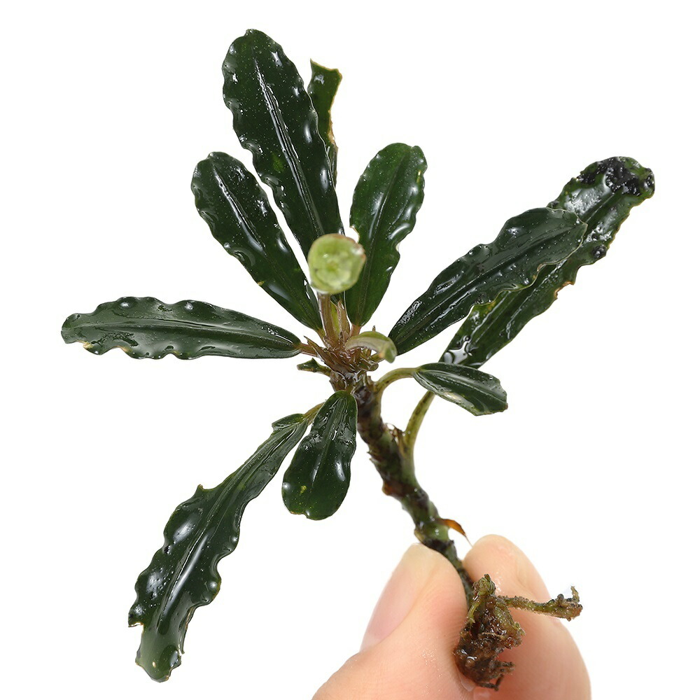 クダガン　20株　ブセファランドラ　水上葉　組織培養　水草セット クダガン 20株 ブセファランドラ 水上葉 組織培養 水草セット