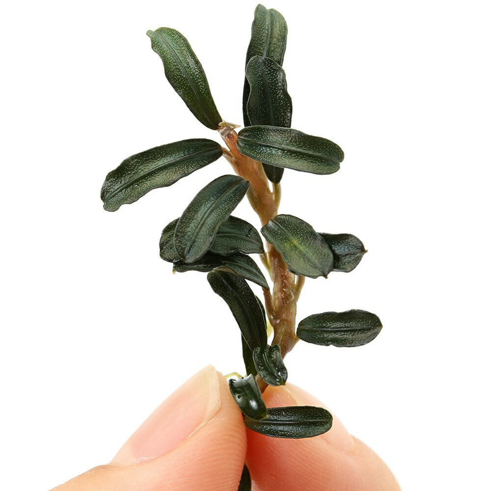 楽天市場】（水草）組織培養GROWOW！ ブセファランドラsp