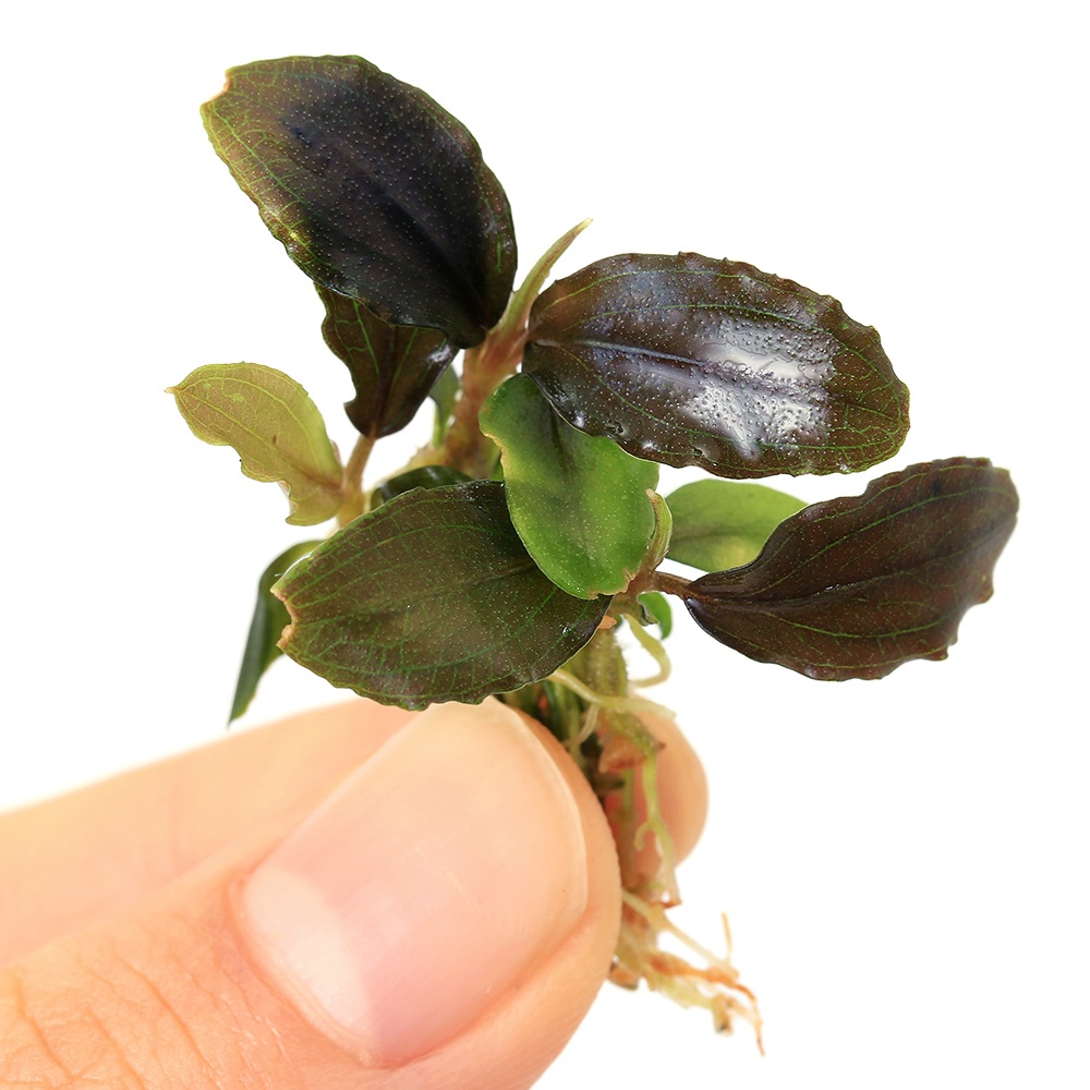 TB便 Bucephalandra Kishii Kayu lapis wavy leaf 水上育成株 希少①