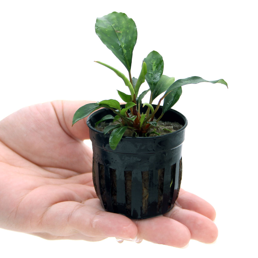 楽天市場 テラリウム ピプトスパサｓｐ リドレィ １ポット分 Charm 楽天市場店