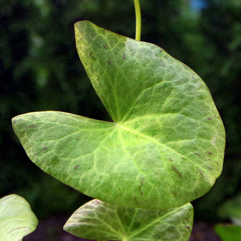 楽天市場】（水草）タイガーロータス 1997 ギニア便（水中葉）（無