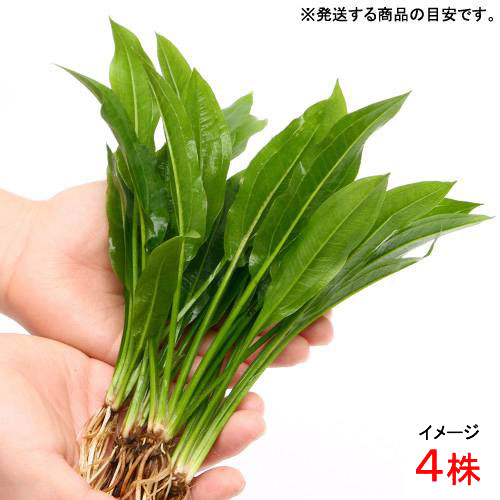 市場 水草 草丈１５ ２０ｃｍ前後 ｓサイズ アマゾンソード