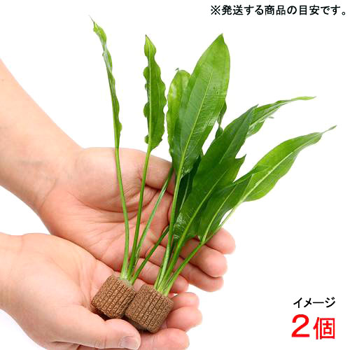 水草 ｓサイズ ライフマルチ 茶 アマゾンソード