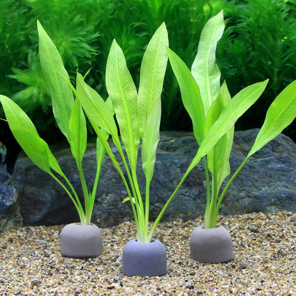 日本の水草　エゾベニヒツジグサ エゾベニヒツジグサ