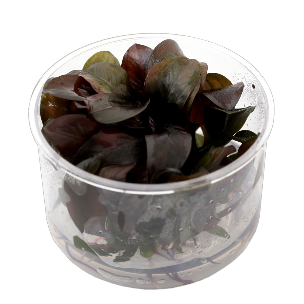 楽天市場】（水草）エキノドルス ホレマニーレッド（水上葉）（アクア