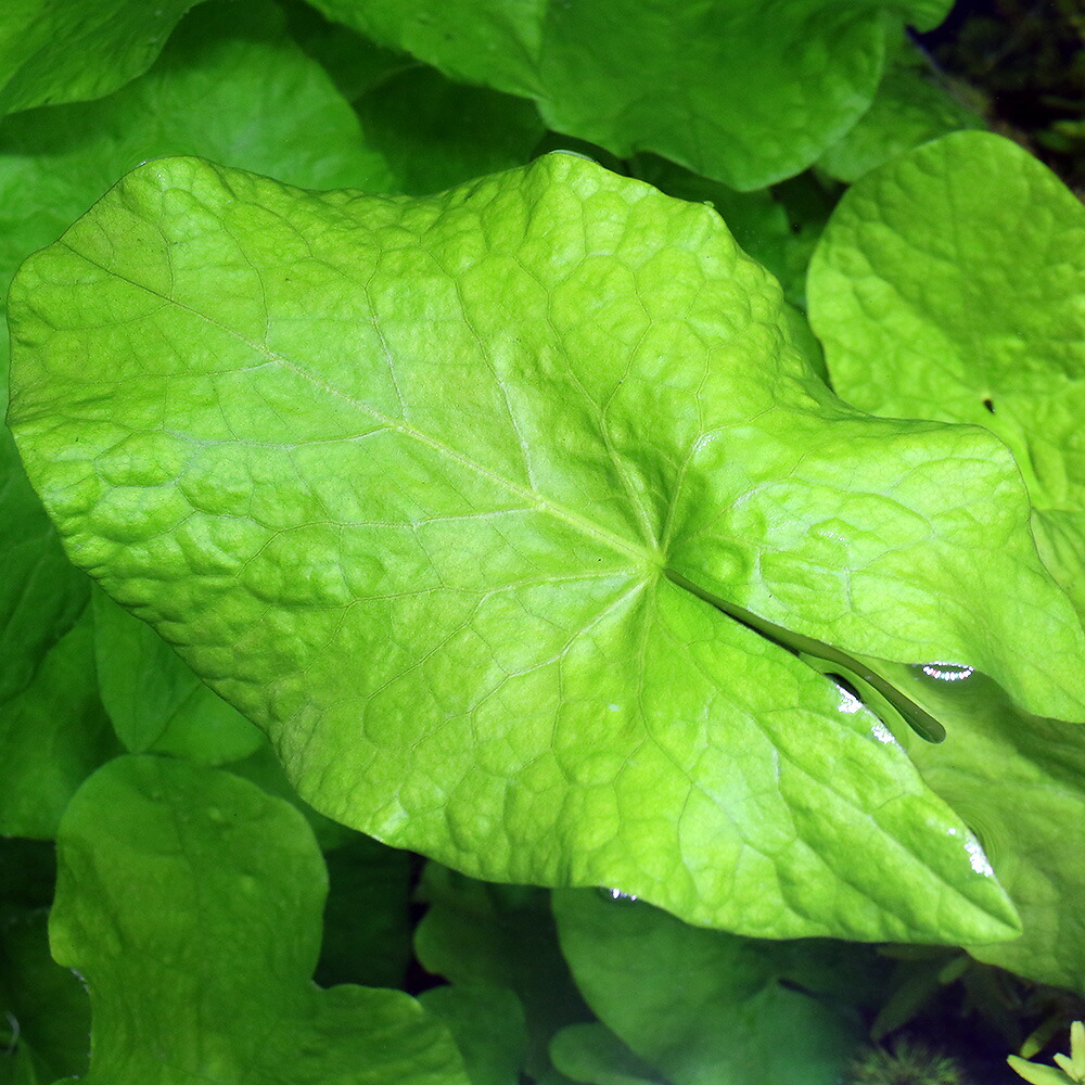 楽天市場】（水草）タイガーロータス 1997 ギニア便（水中葉）（無