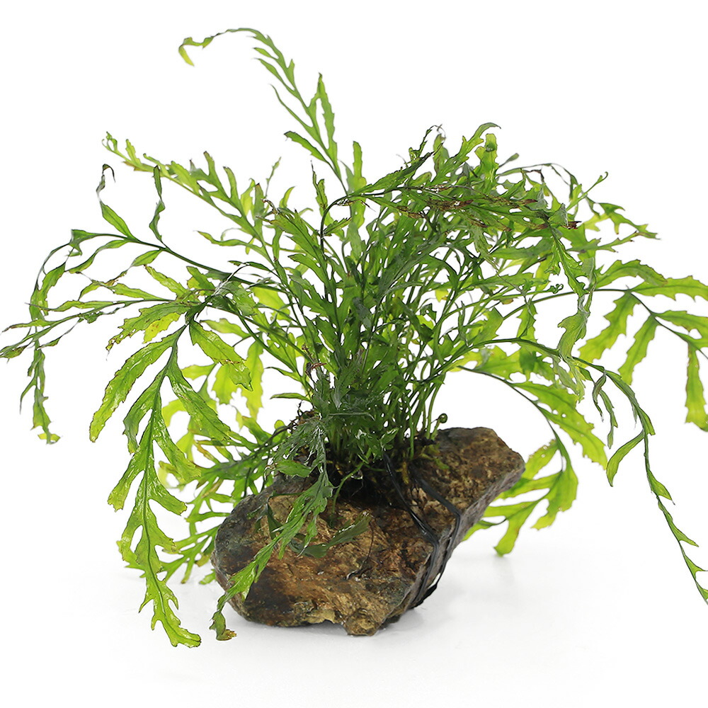 楽天市場】（水草）ボルビティス ヒュディロティ プチ素焼き鉢