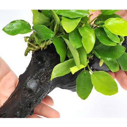 水草 アヌビアスナナ ゴールデン 水上葉 １本 流木付 約２５ｃｍ ｌサイズ