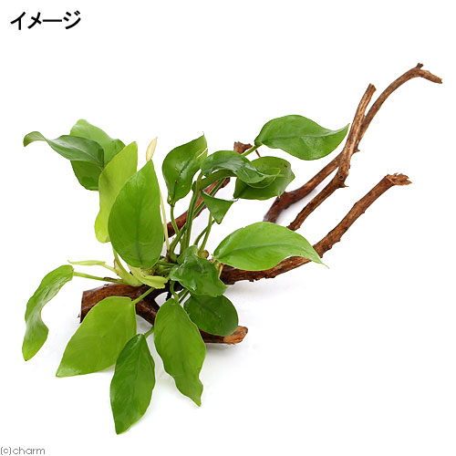【楽天市場】（水草）枝状流木 Sサイズ アヌビアスナナ ゴールデン付（水上葉）（1本）（10cm～）：charm 楽天市場店