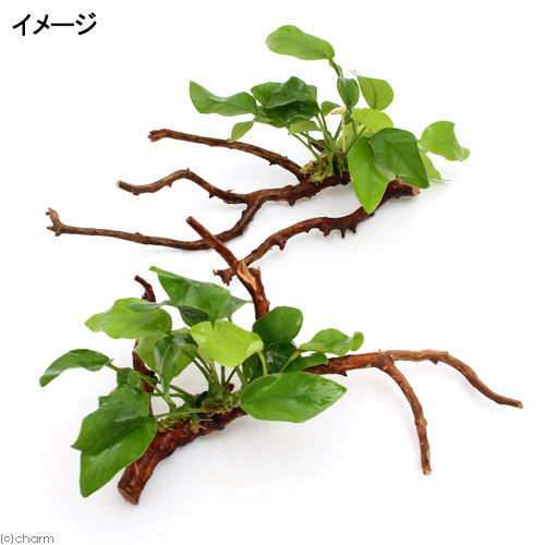 【楽天市場】（水草）枝状流木 Sサイズ アヌビアスナナ ゴールデン付（水上葉）（1本）（10cm～）：charm 楽天市場店
