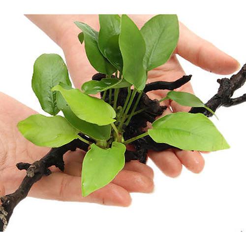 水草 枝状流木 ｍサイズ アヌビアスナナ ゴールデン付 水上葉 １本 ２０ｃｍ 21年新作