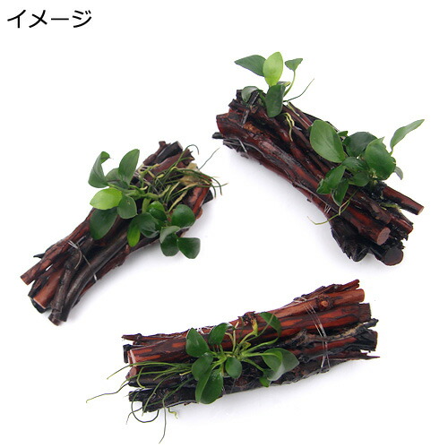 水草 結成栽培 アヌビアスナナ利運 エビ棟割 粗々 ゼロ農薬 個 水辺アトリエ Jaro Grafilab Pl