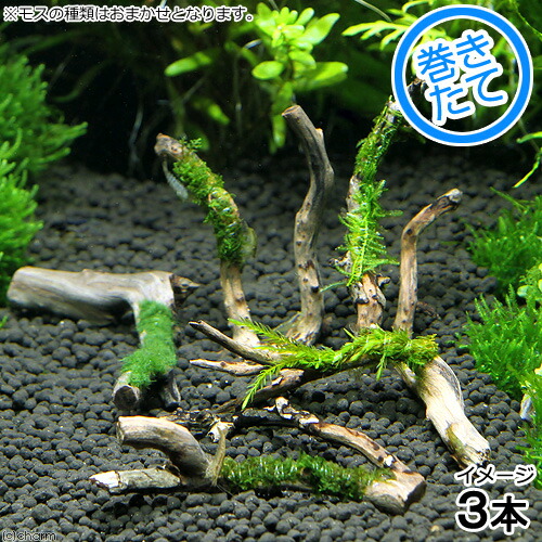 水草 おまかせモス系水草付カット枝状流木 水中葉 約 個 Educaps Com Br 水草 おまかせモス系水草付カット枝状流木 水中葉 約 個 Educaps Com Br