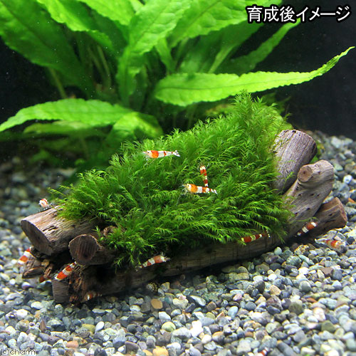 水草 巻きたて ウォーターフェザー エビ長屋 無農薬 個 水辺工房 沖縄別途送料 Rvcconst Com