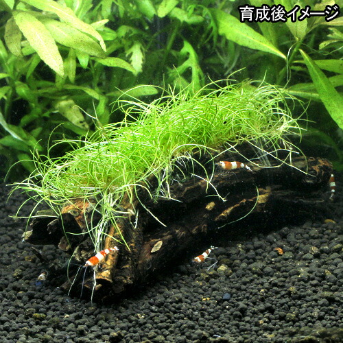 楽天市場 水草 巻きたて ヘアーグラスショート エビ長屋 無農薬 １個 水辺工房 Charm 楽天市場店