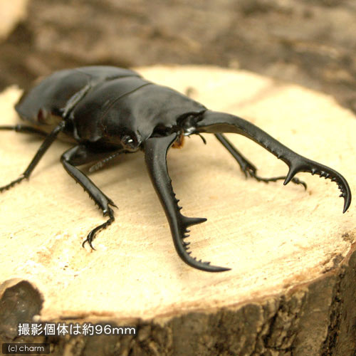 楽天市場 昆虫 ギラファノコギリクワガタ フィリピン ネグロス島産 幼虫 初 ２令 １匹 Charm 楽天市場店