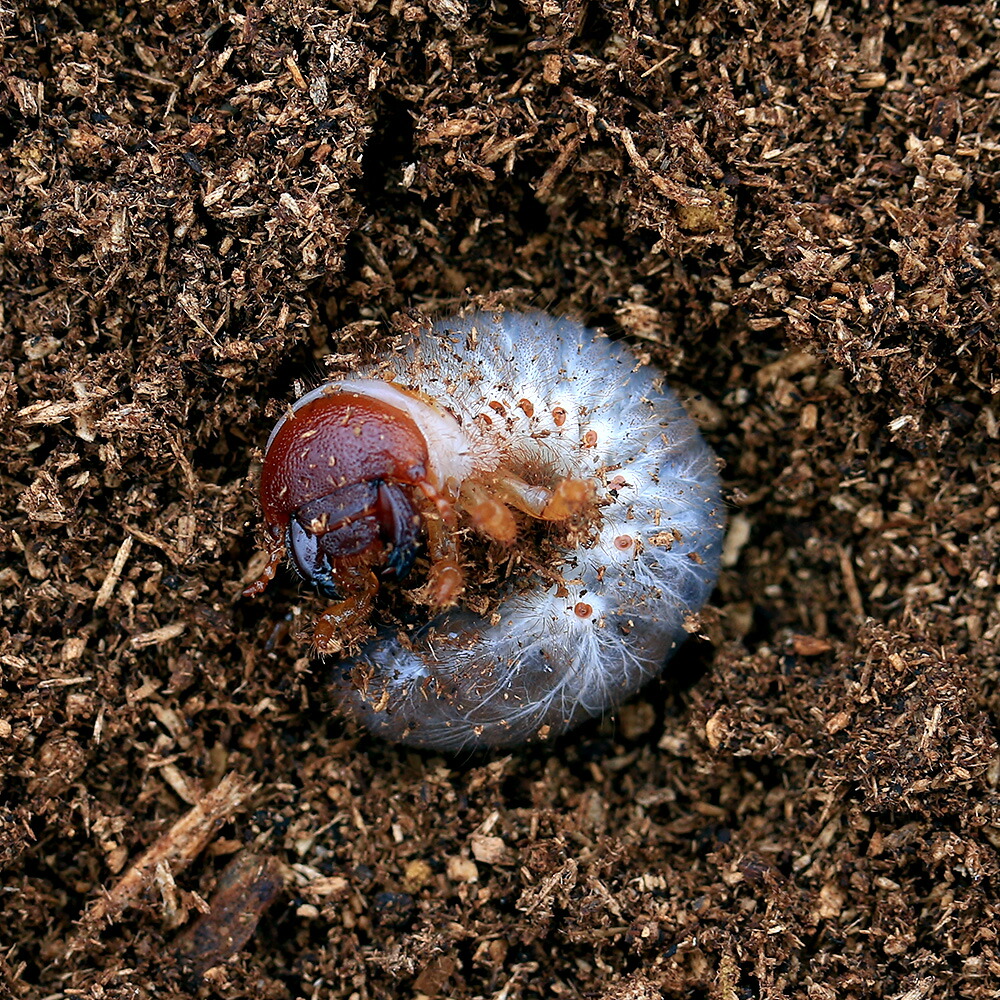 (昆虫)エレファスゾウカブトムシ カテマコ産 幼虫(初〜2令)(1匹)