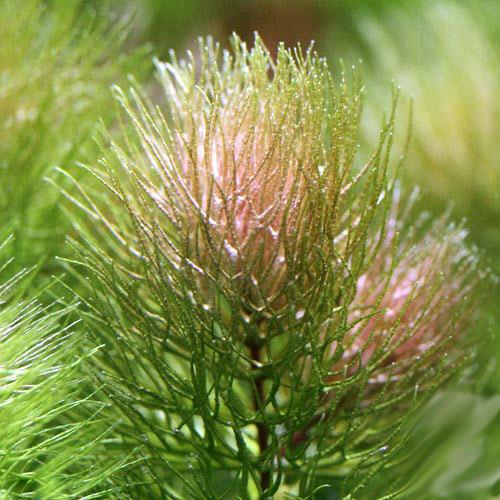 市場 水草 マツモ 南米産レッドタイプ