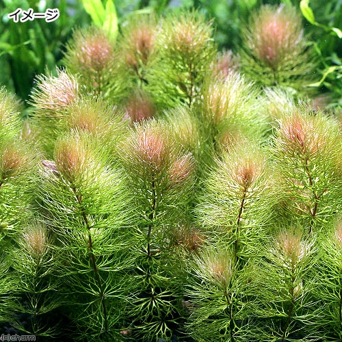 市場 水草 マツモ 南米産レッドタイプ