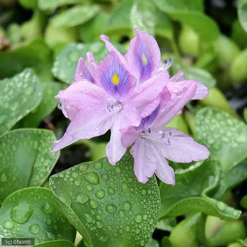 楽天市場 ビオトープ 水辺植物 ホテイ草 国産 ホテイアオイ ５株 金魚 メダカ Charm 楽天市場店