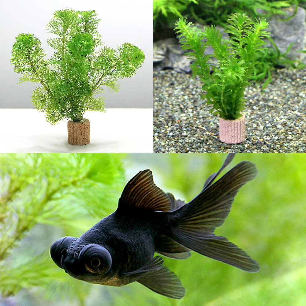 専用☆とんぼ玉☆出目ちゃん♪チャーム☆金魚 楽天市場】（国産金魚）赤出目金（デメキン）（1匹） : charm