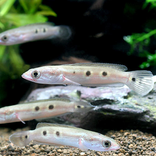 熱帯魚 オセレイト スネークヘッド sサイズ 1匹 北海道航空便要保温 定番人気 42 割引 Rialto23b At 熱帯魚 オセレイト スネークヘッド sサイズ 1匹 北海道航空便要保温 定番人気 42 割引 Rialto23b At