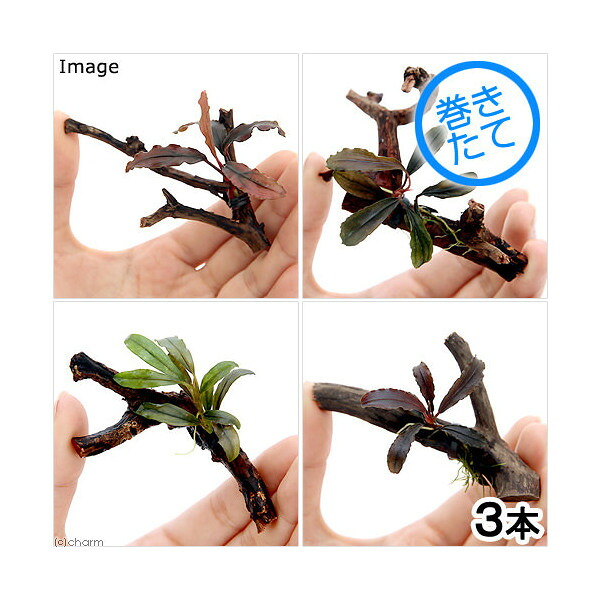 （水草）おまかせブセファランドラ１株付きミニ流木（約７ｃｍ）（水中葉）（無農薬）（３個）