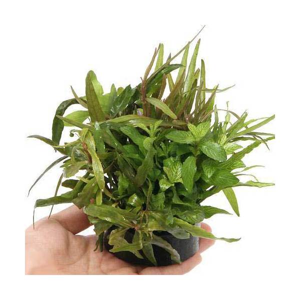 水草 ハニカムシェルター 寄せ植えミックス ｖｅｒ ハイグロフィラ