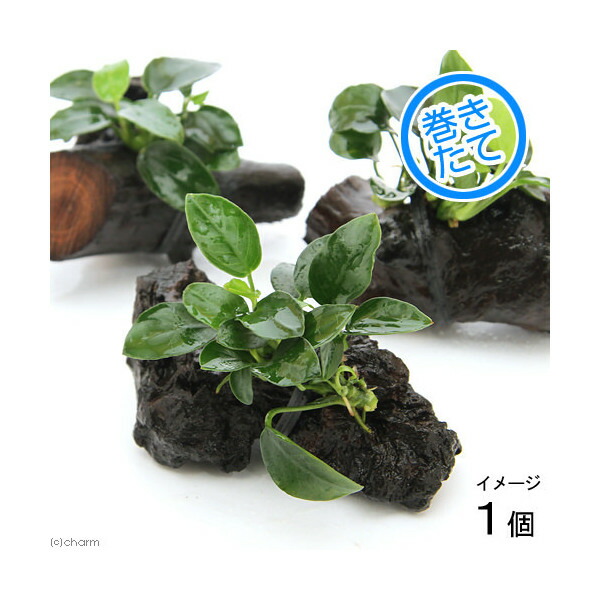 楽天市場 水草 アヌビアスナナ プチ 流木付 ミニサイズ 1本 約8cm以下 Charm 楽天市場店 楽天市場 水草 アヌビアスナナ プチ 流木付 ミニサイズ 1本 約8cm以下 Charm 楽天市場店
