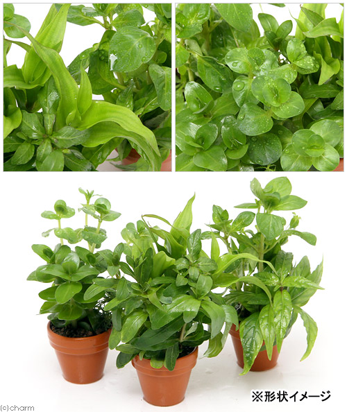 水草 プチ素焼き鉢 おまかせ寄せ植えミックス