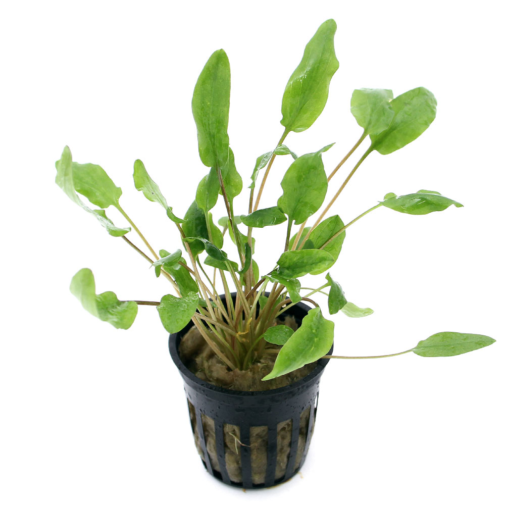 楽天市場 水草 クリプトコリネ ウンデュラータ レッド １ポット分 Charm 楽天市場店