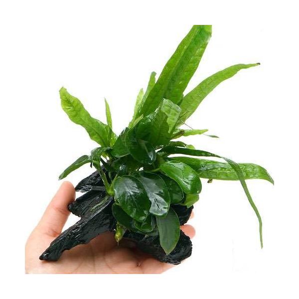 市場】(水草)アヌビアス コンゲンシス 流木付 Sサイズ(1本)(約15cm) : charm 市場店 市場】(水草)アヌビアス コンゲンシス 流木付 Sサイズ(1本)(約15cm) : charm 市場店