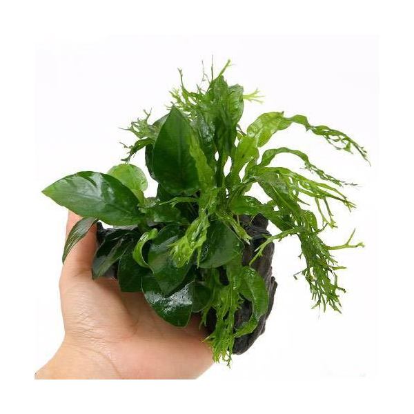 楽天市場】（水草）ミクロソリウム ウェンディロフ ブランチ