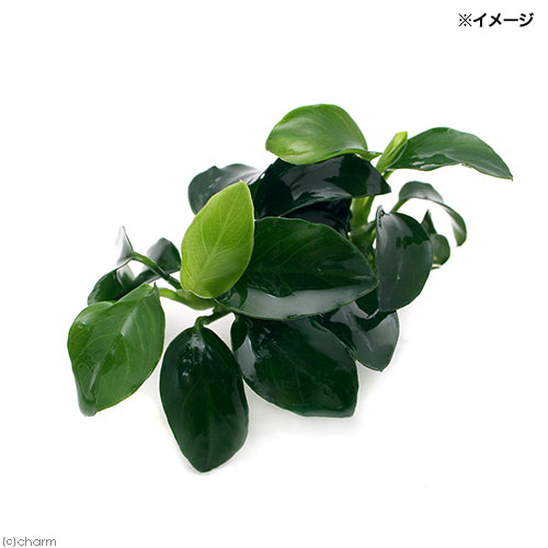 楽天市場】（水草）ブセファランドラsp．クアラクアヤン1（無