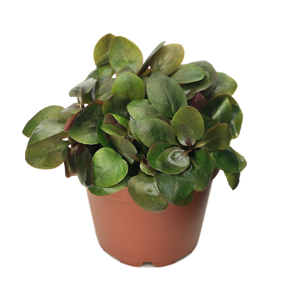 楽天市場】（ビオトープ）睡蓮 エゾベニヒツジグサ（1ポット）浮葉