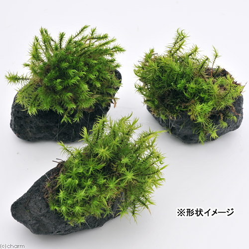 楽天市場 観葉植物 苔 テラ向け シッポゴケ付溶岩石 ｓサイズ 約８ １０ｃｍ １個 Charm 楽天市場店