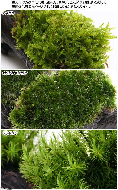 楽天市場 観葉植物 苔 テラ向け おまかせ苔付流木 ｓｓサイズ 約１０ｃｍ １個 Charm 楽天市場店