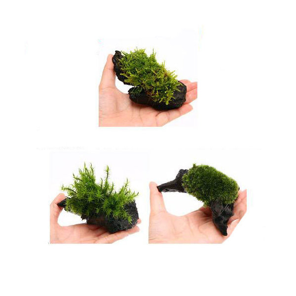 楽天市場 観葉植物 苔 テラ向け おまかせ苔付流木 ｓｓサイズ 約１０ｃｍ ３個 Charm 楽天市場店