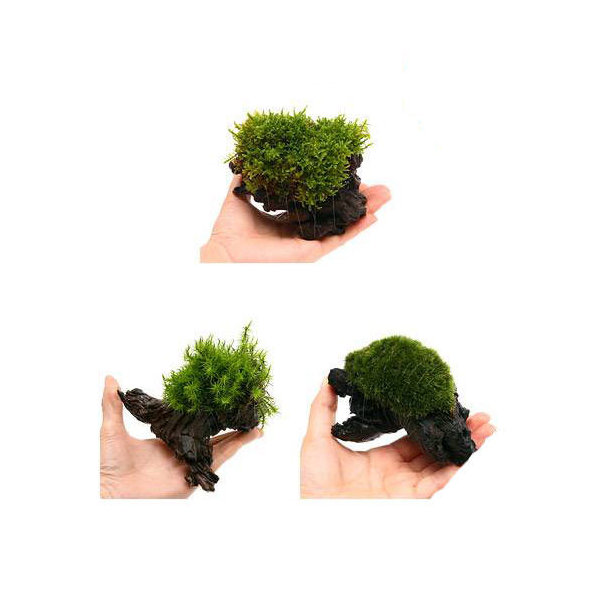 楽天市場 観葉植物 苔 テラ向け おまかせ苔付流木 ｓサイズ 約１５ｃｍ ３個 Charm 楽天市場店