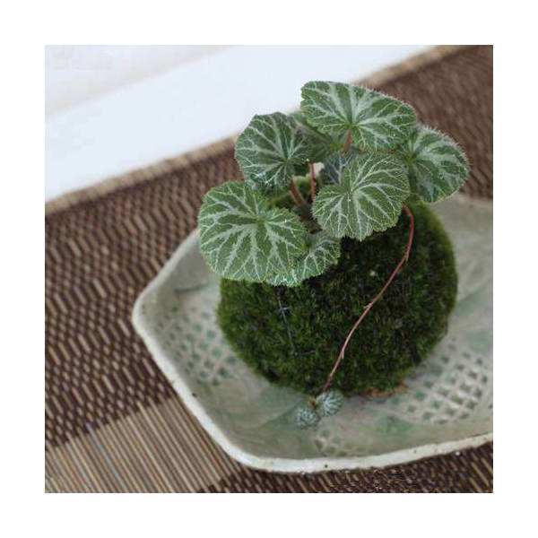 楽天市場】（観葉植物）苔玉 モンステラ Ｖｅｒ．這苔（１個） : charm 楽天市場店