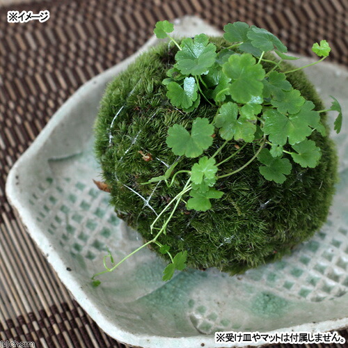 楽天市場 盆栽 苔玉 ノチドメ １個 観葉植物 コケ玉 Charm 楽天市場店