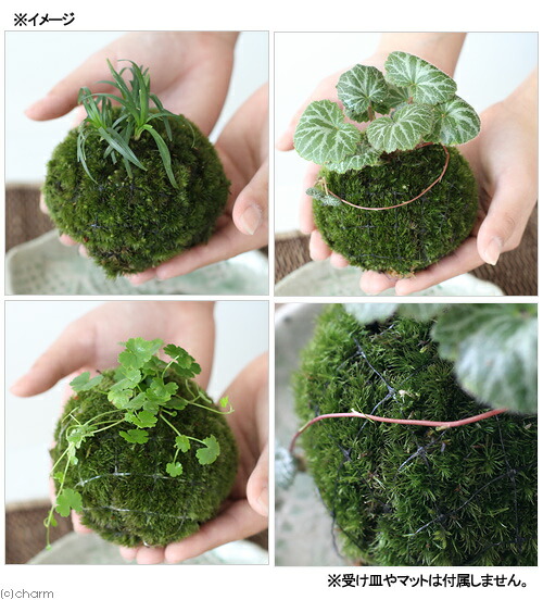 楽天市場 盆栽 苔玉 植物おまかせ 3個 観葉植物 コケ玉 休眠株 Charm 楽天市場店 楽天市場 盆栽 苔玉 植物おまかせ 3個 観葉植物 コケ玉 休眠株 Charm 楽天市場店