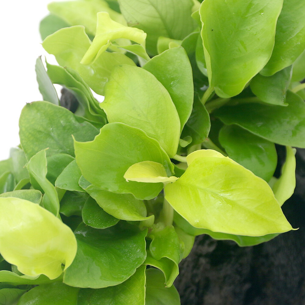 市場 水草 アヌビアスナナ 流木付 ゴールデン