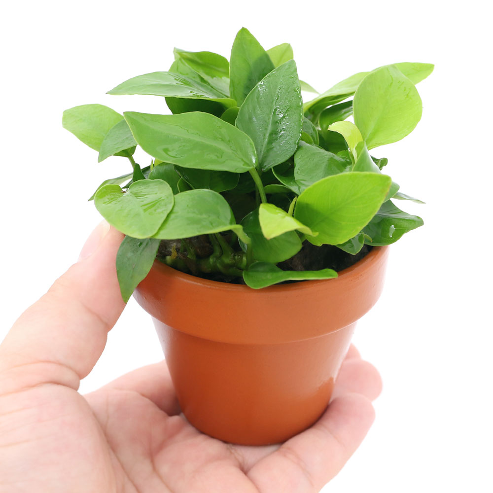 楽天市場 水草 素焼き鉢 アヌビアスナナ ゴールデン １個 Charm 楽天市場店