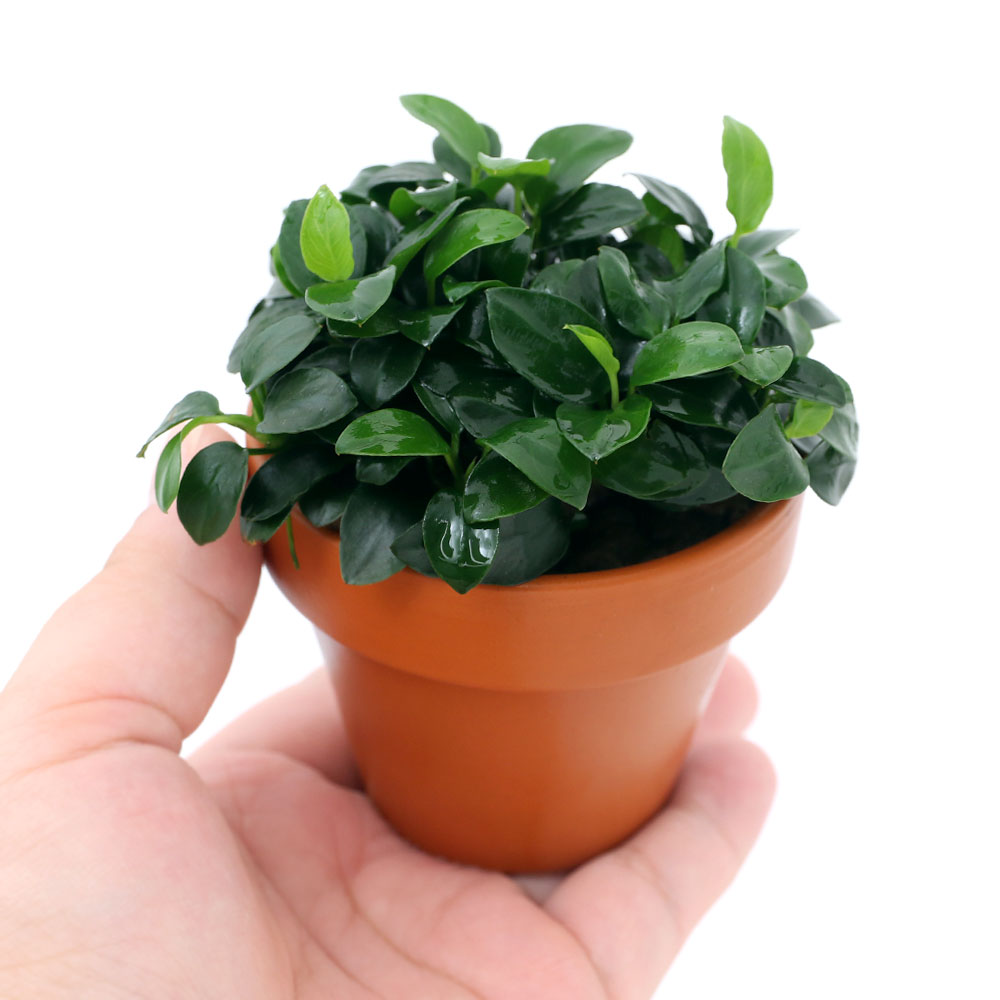 水草 素焼き髑髏 アヌビアスナナ プチ 個 Hotjobsafrica Org